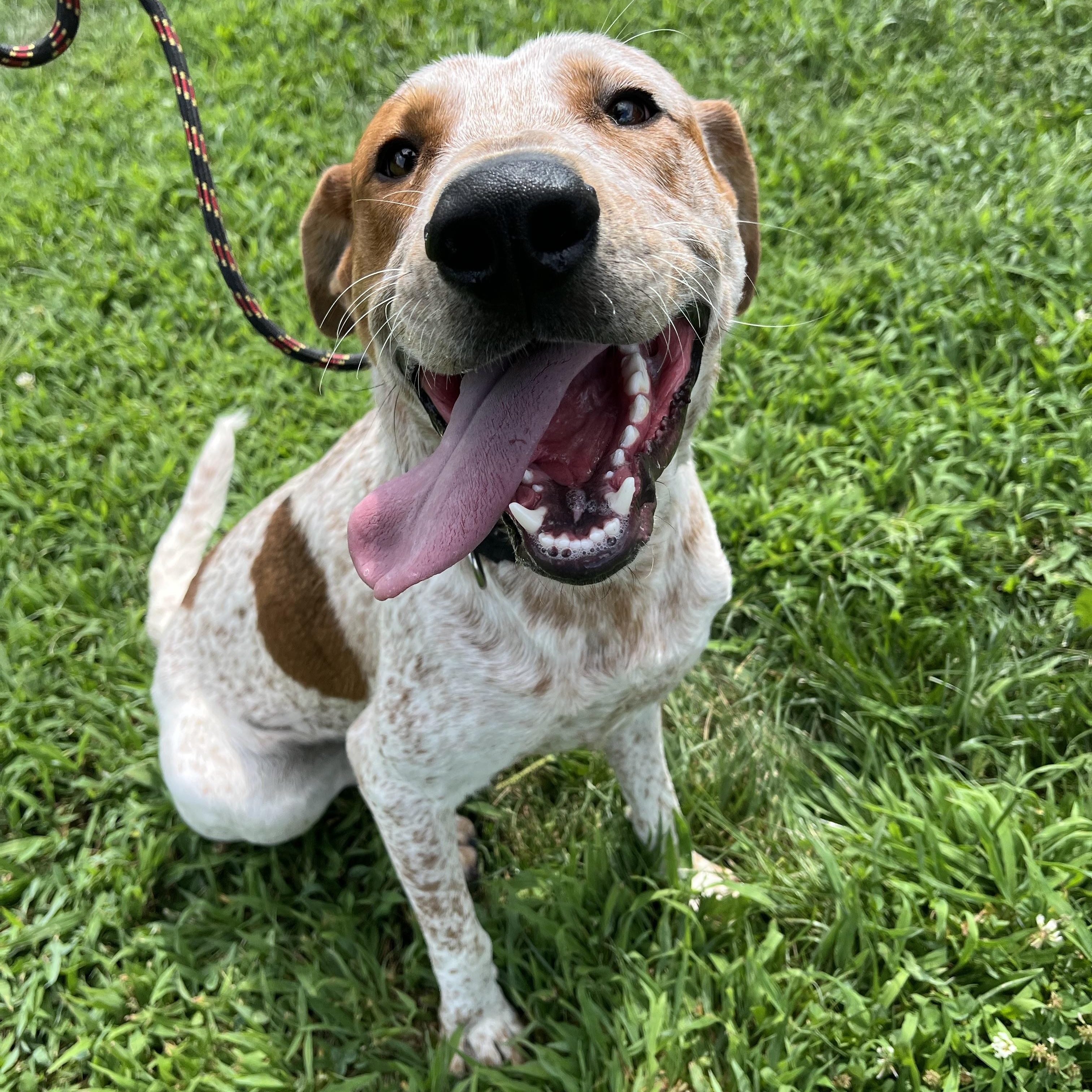 Kai, a Adoptable mixed breed in Monroe, OH image 2/4