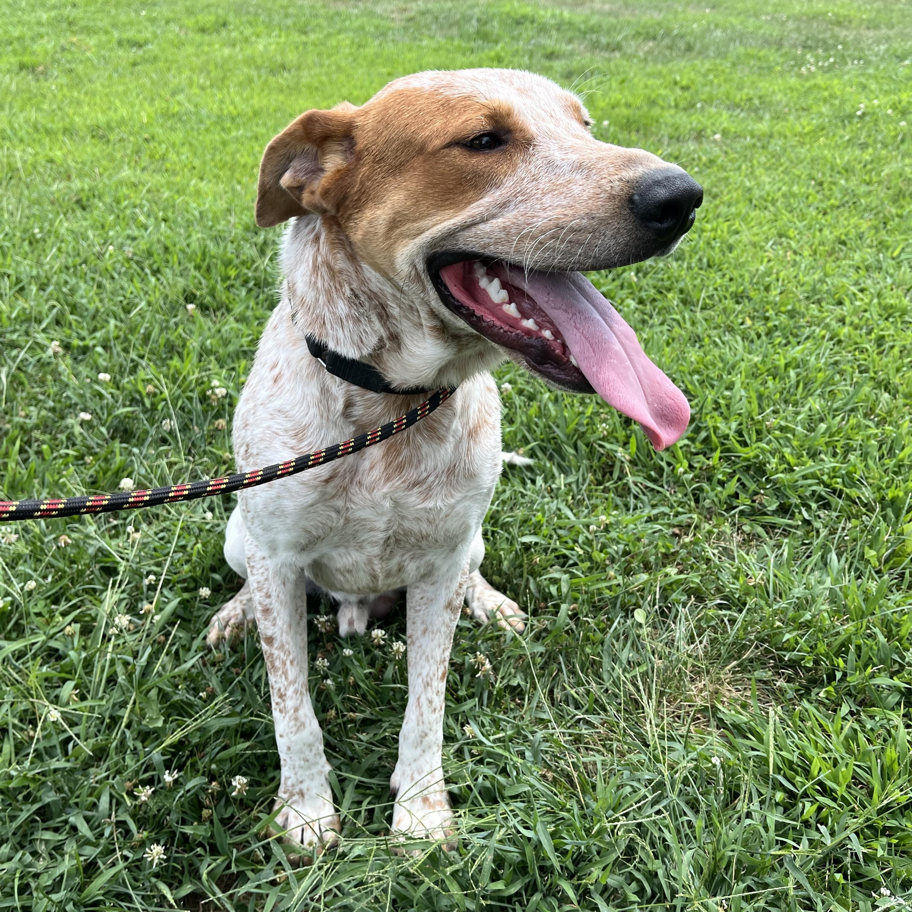 Kai, a Adoptable mixed breed in Monroe, OH image 3/4