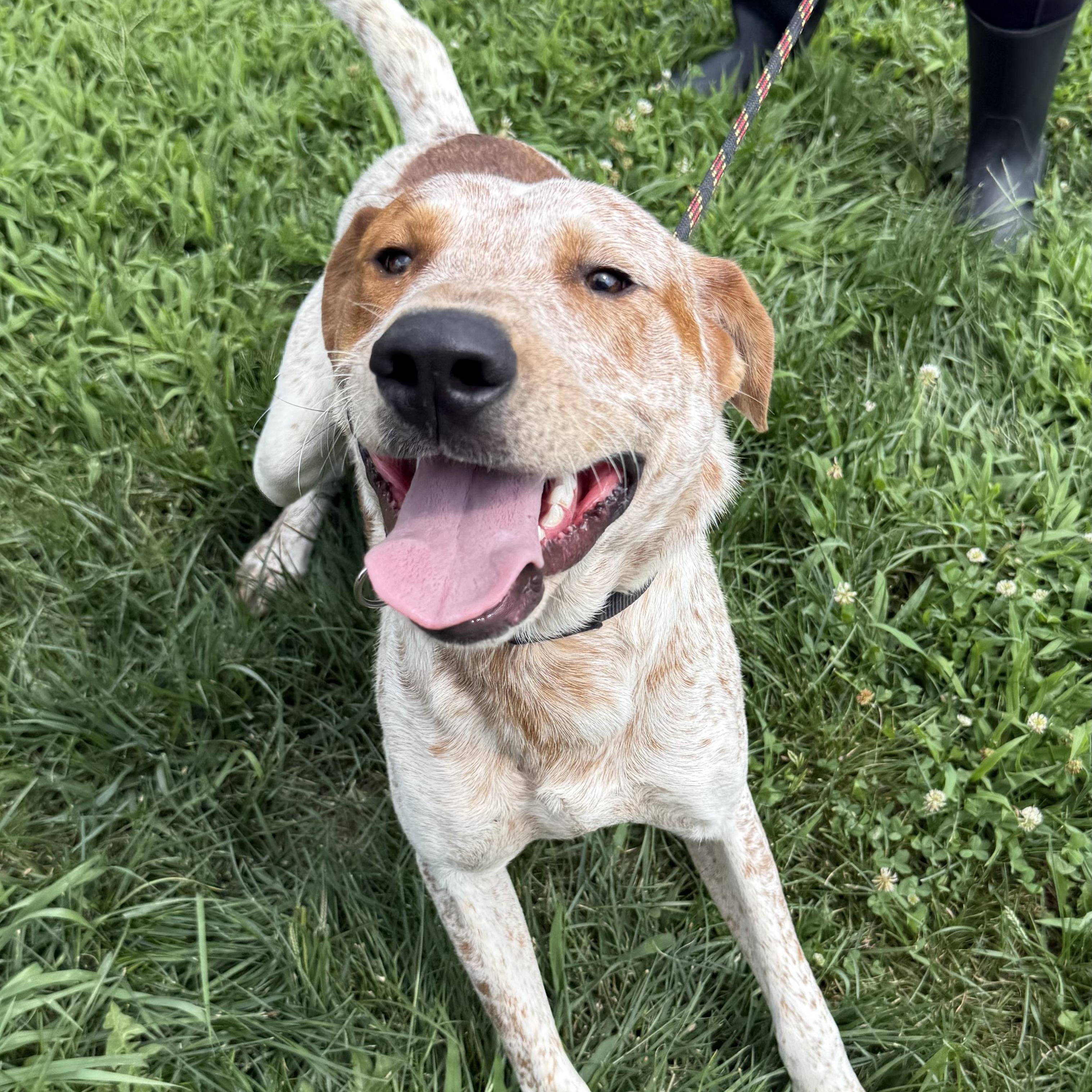 Kai, a Adoptable mixed breed in Monroe, OH image 4/4