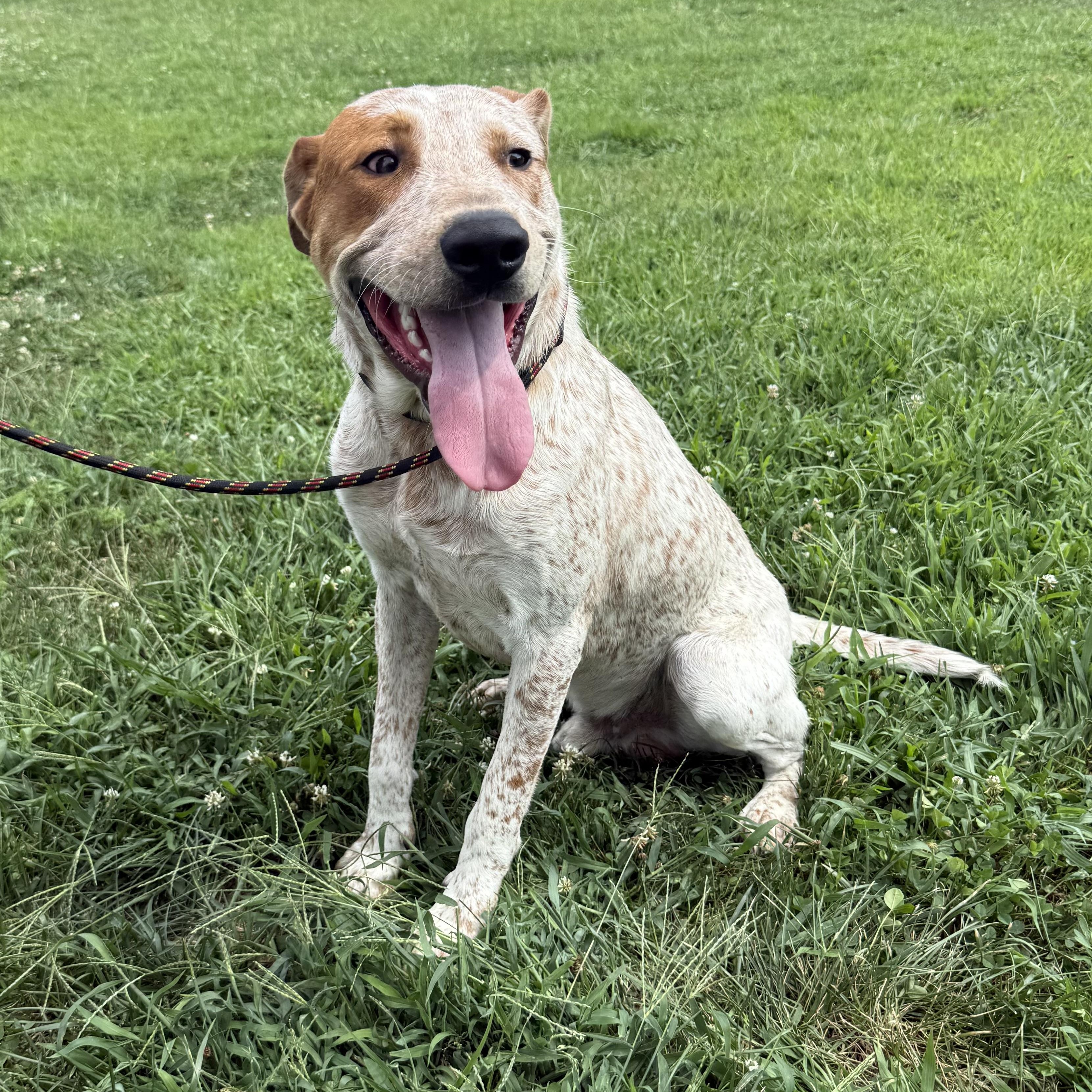 Kai, a Adoptable mixed breed in Monroe, OH image 1/4