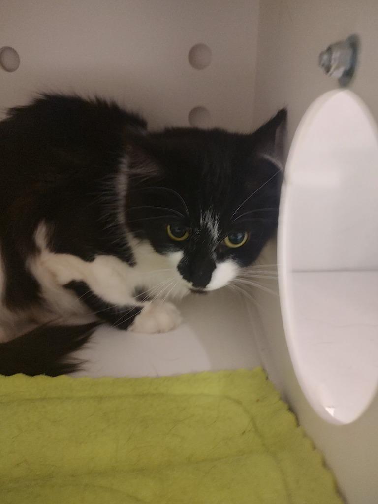 Enlarge CHESTER 5, a Adoptable mixed breed in Quincy, CA image 1/1