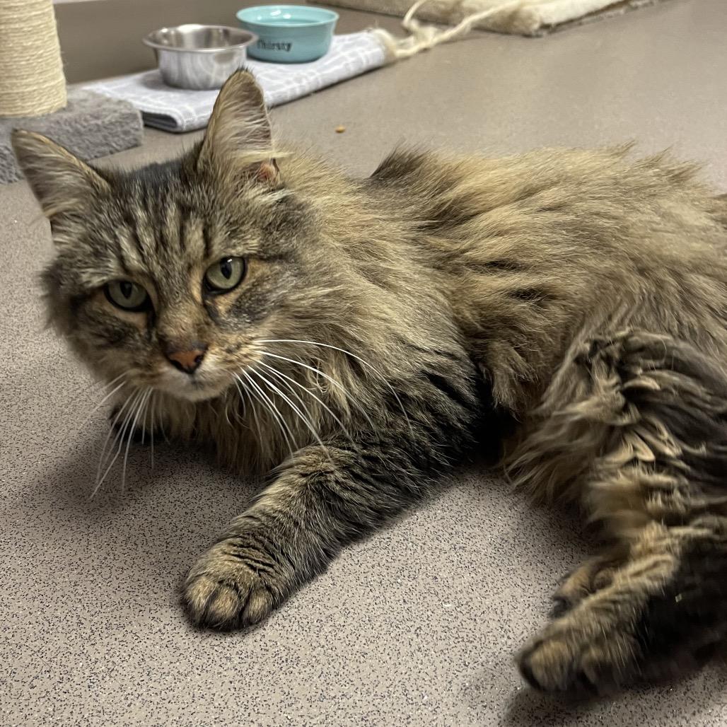 Katy, Adoptable, Senior Female Domestic Long Hair.