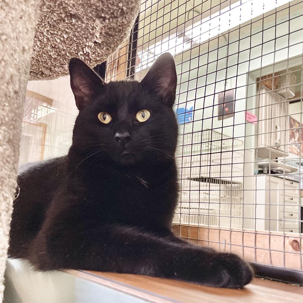 Larry, Adoptable, Young Male Domestic Short Hair.