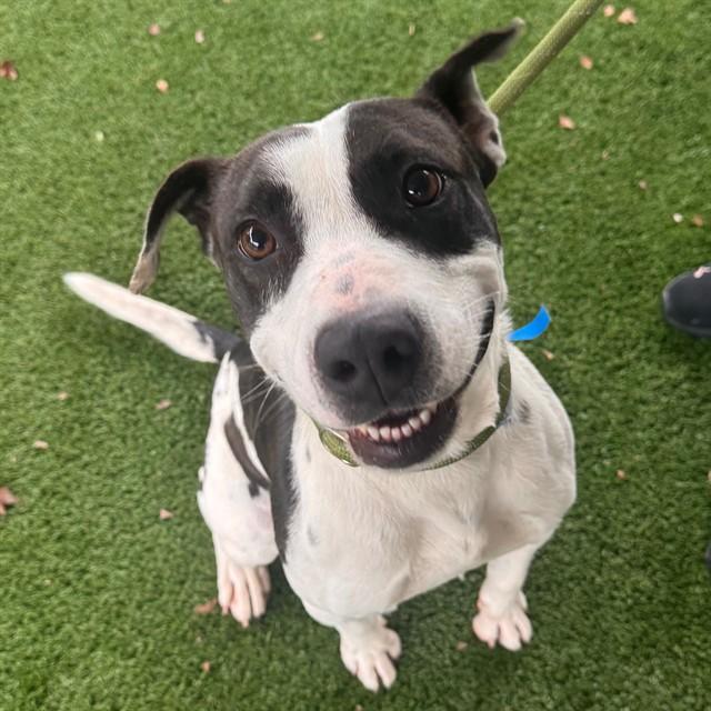 CANON, Adoptable, Young Male Pit Bull Terrier & Mixed Breed.