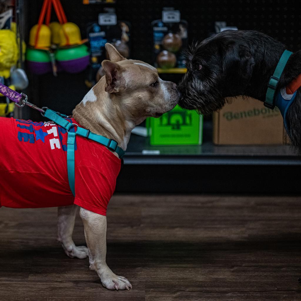 Enlarge Catherine, a Adoptable mixed breed in Bartlett, TN image 1/6