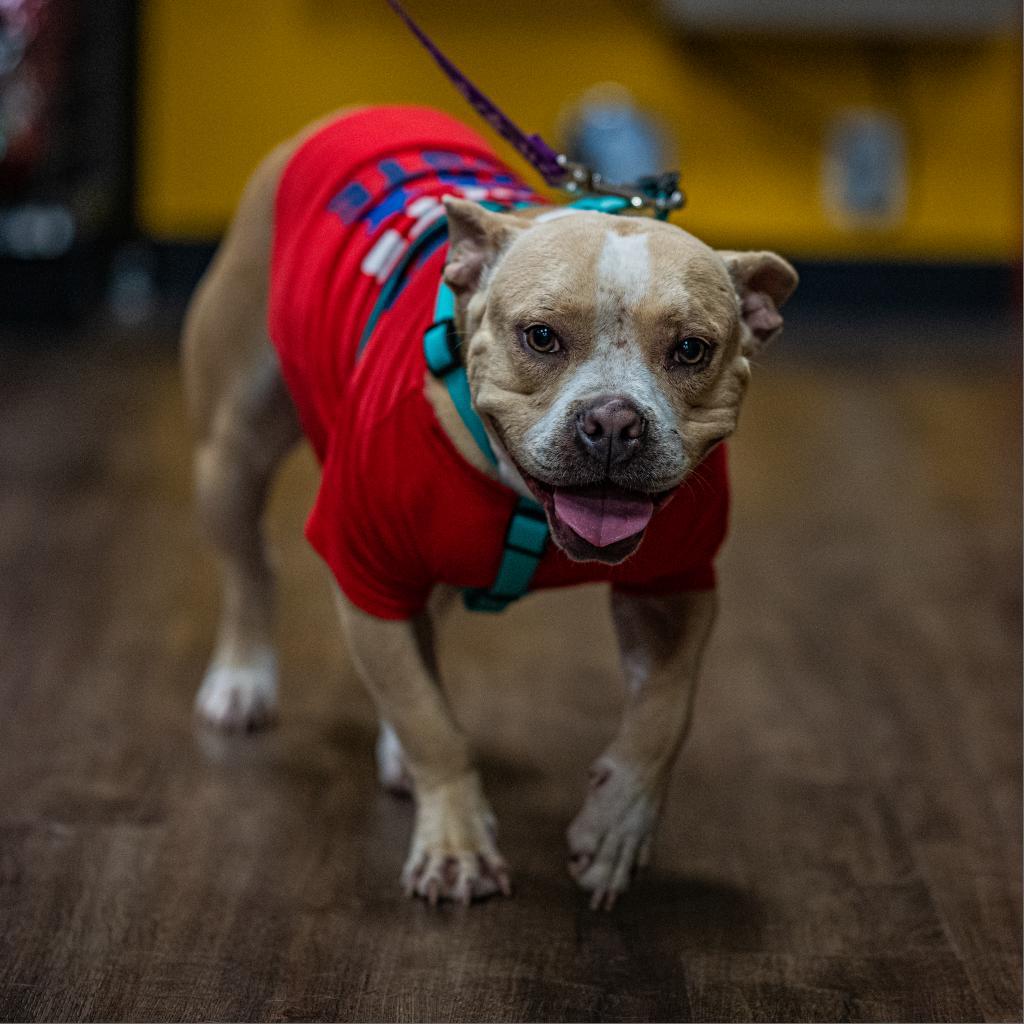 Enlarge Catherine, a Adoptable mixed breed in Bartlett, TN image 2/6