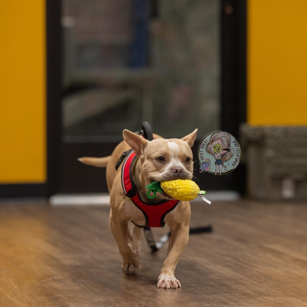 Catherine, a Adoptable mixed breed in Bartlett, TN image 4/6