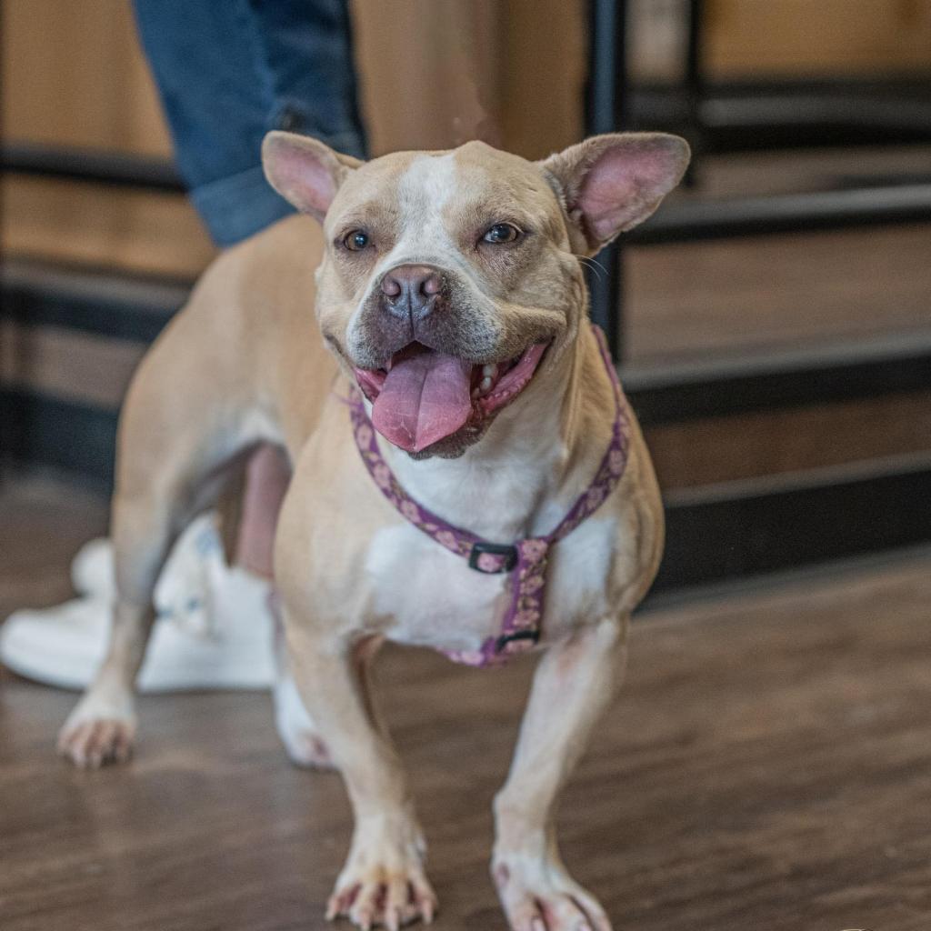 Enlarge Catherine, a Adoptable mixed breed in Bartlett, TN image 5/6