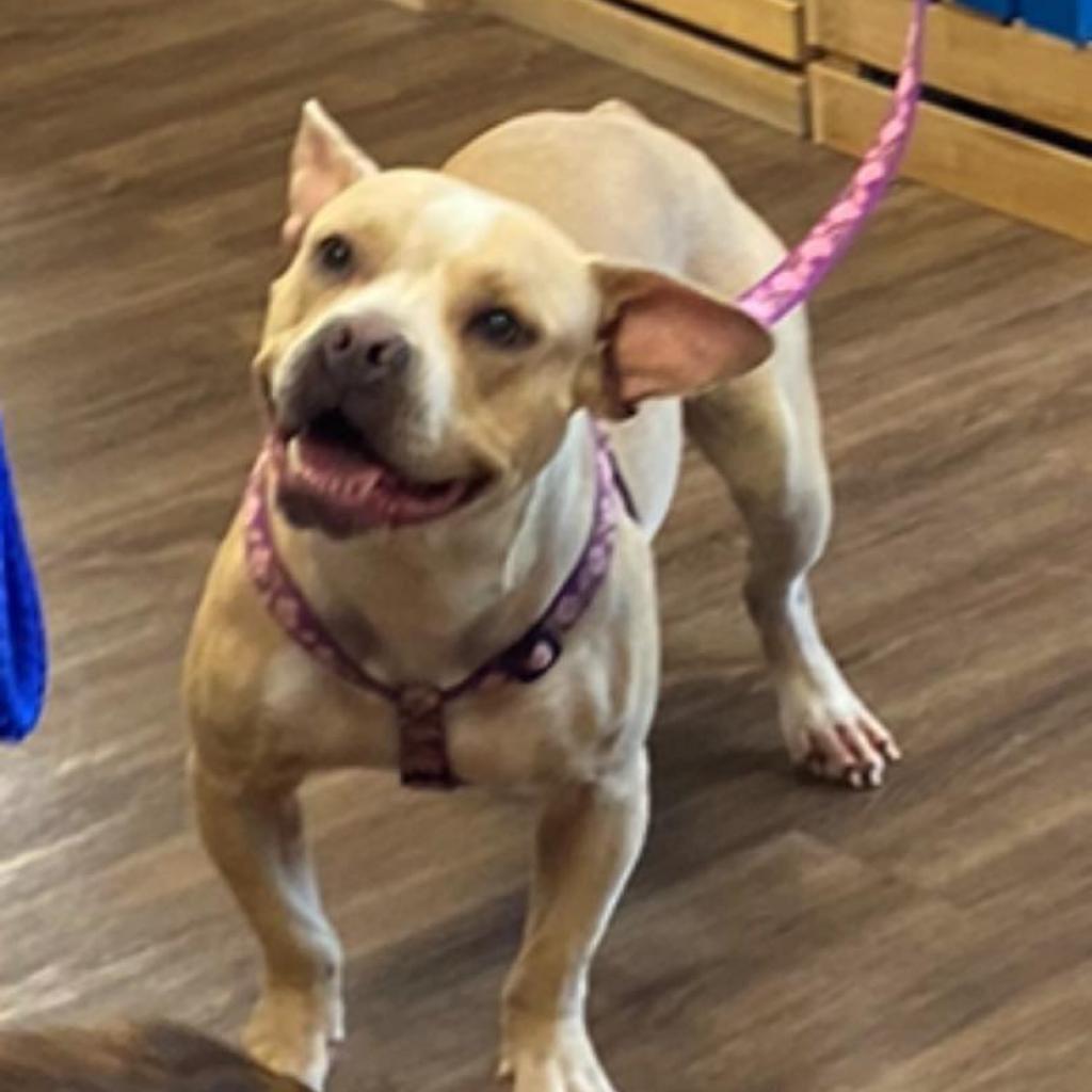 Enlarge Catherine, a Adoptable mixed breed in Bartlett, TN image 6/6