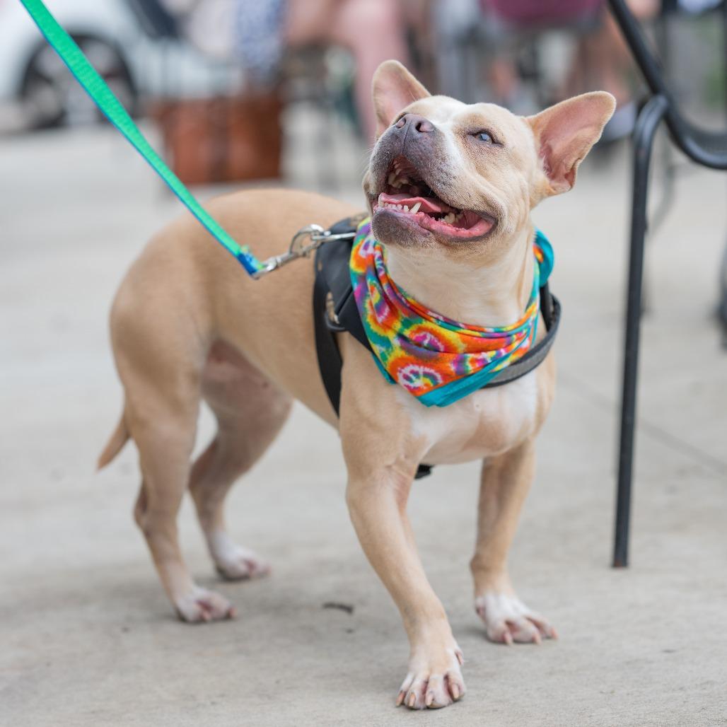 Enlarge Catherine, a Adoptable mixed breed in Bartlett, TN image 5/6