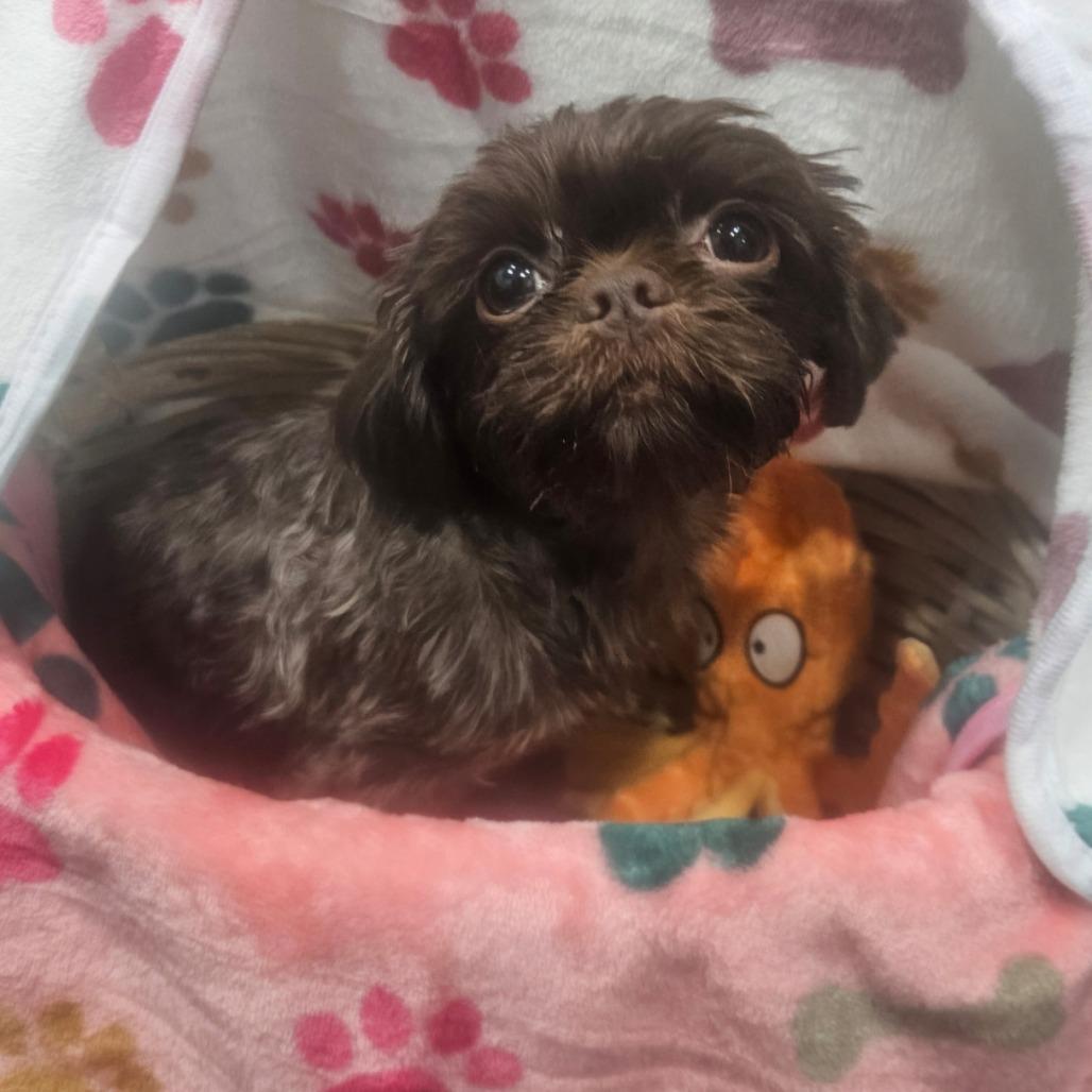 Janet, an adopted mixed breed in Ridgefield, NJ image 2/5