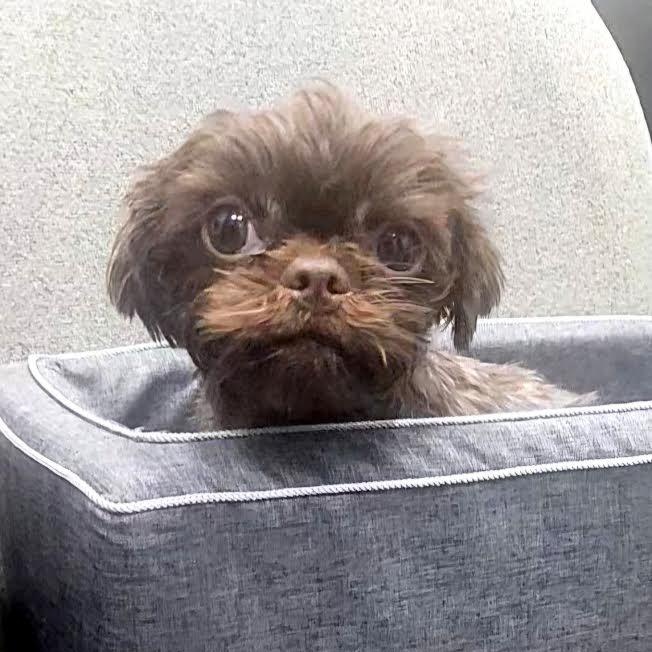Janet, adopted, Adult Female Shih Tzu & Mixed Breed.
