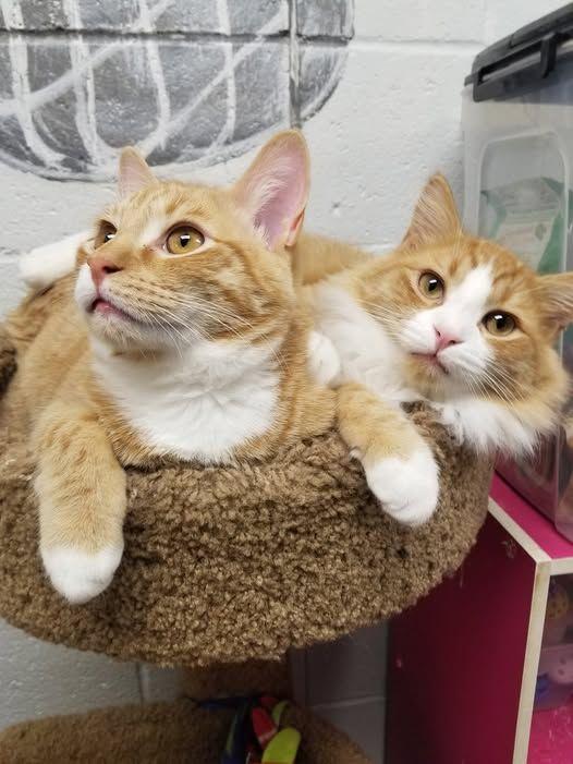 Enlarge Cooper & Teddy, a Adoptable mixed breed in Manchester, CT image 1/3