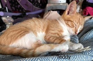 Enlarge Cooper & Teddy, a Adoptable mixed breed in Manchester, CT image 2/3