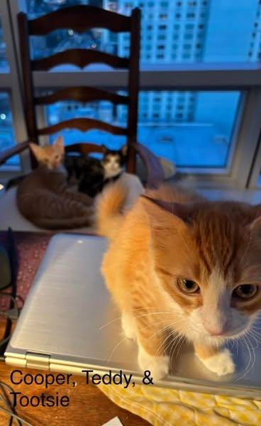 Enlarge Cooper & Teddy, a Adoptable mixed breed in Manchester, CT image 3/3