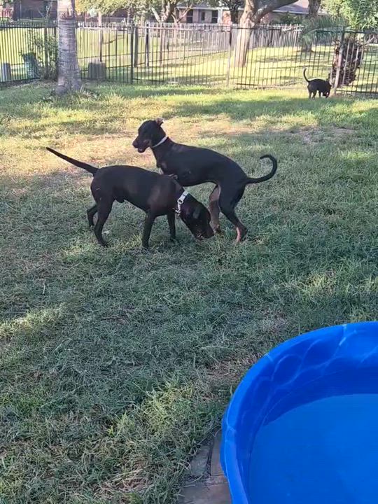 Enlarge Myles, a Adoptable mixed breed in Raleigh, NC video 5/5