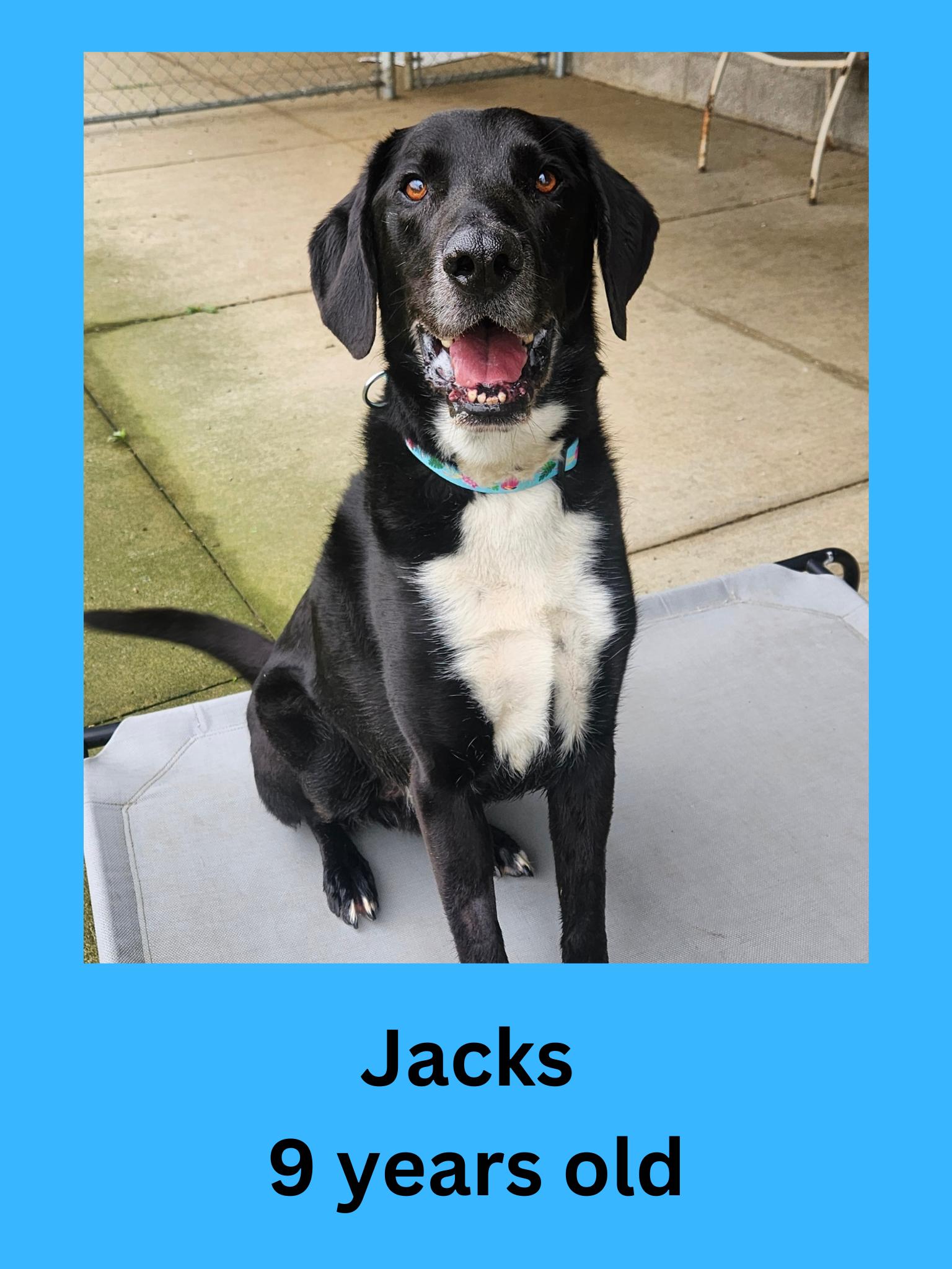 Jacks, ADOPTABLE, Senior Male Black Labrador Retriever.