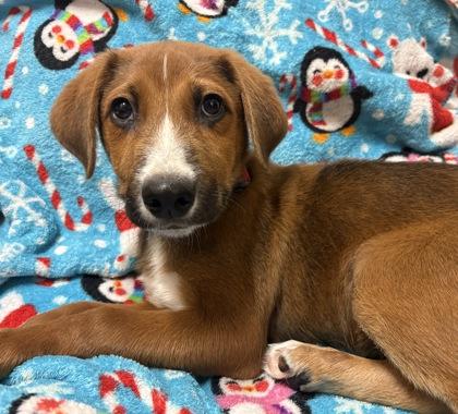 Dave, Adoptable, Young Male German Shepherd Dog & Mixed Breed.