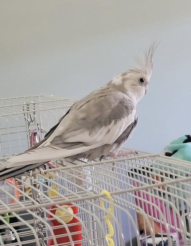 Enlarge Pearl, a Adoptable Cockatiel in Aurora, IL image 1/1