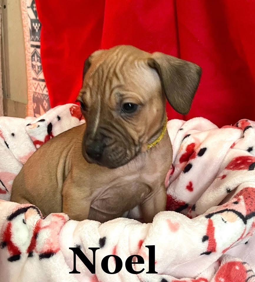 Enlarge Noel, a Adoptable Mixed Breed in Iron River, MI image 1/1