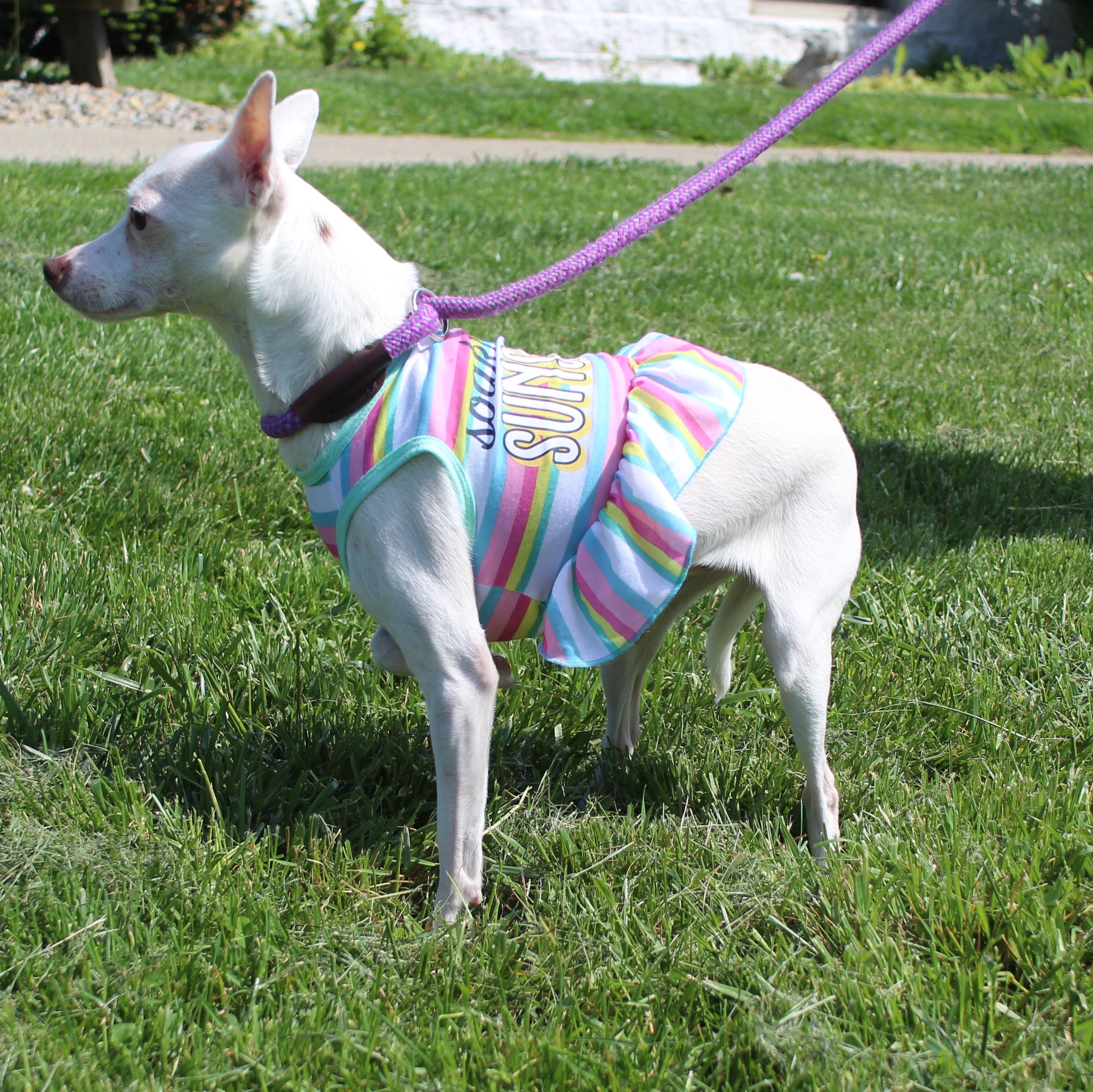 Enlarge Duck (11771), an adopted mixed breed in Heath, OH image 2/3