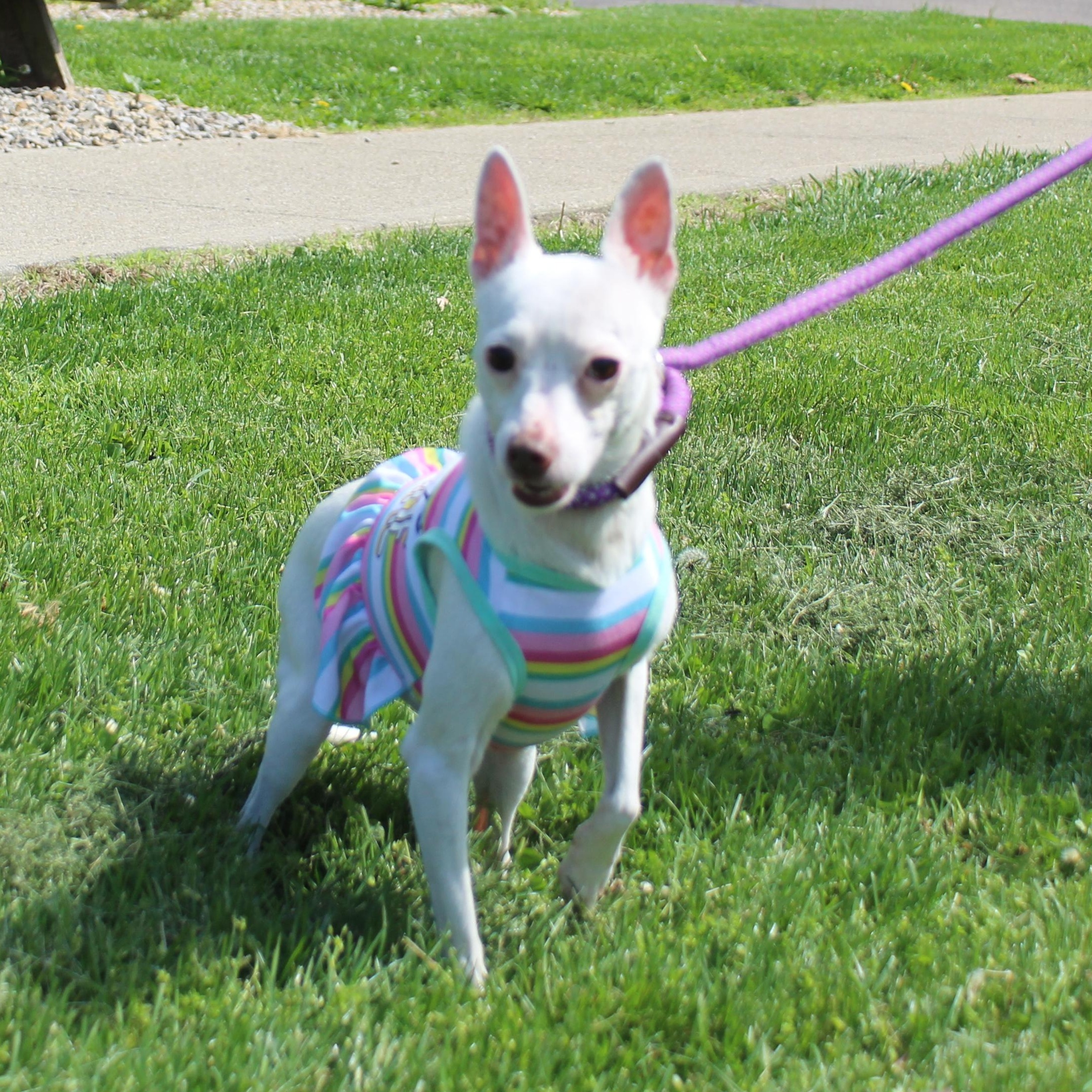 Enlarge Duck (11771), an adopted mixed breed in Heath, OH image 3/3
