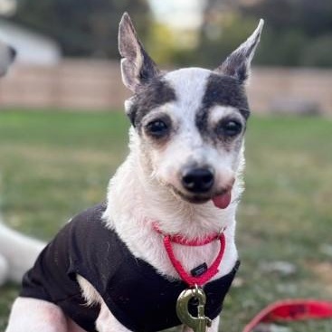 Enlarge Lil' Bit, a Adopted Chihuahua in Barrington Hills, IL image 1/4