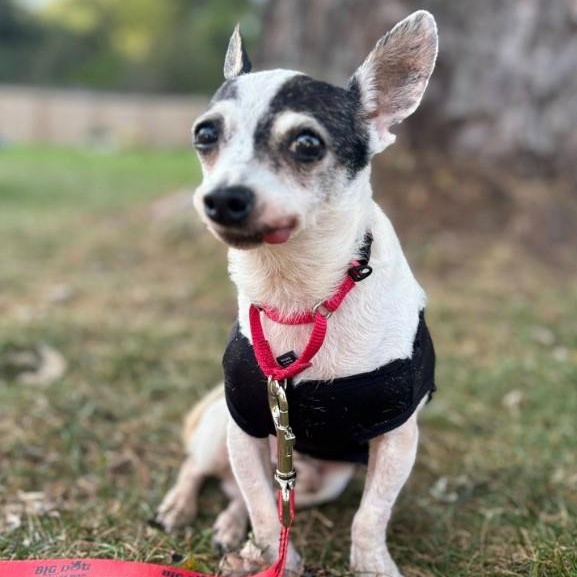 Enlarge Lil' Bit, a Adopted Chihuahua in Barrington Hills, IL image 2/4