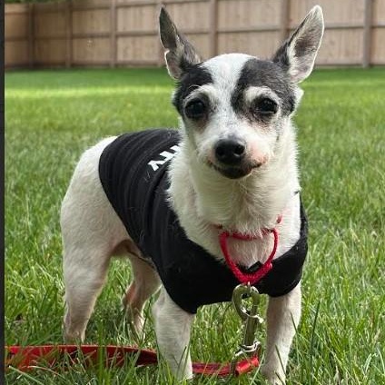 Enlarge Lil' Bit, a Adopted Chihuahua in Barrington Hills, IL image 4/4