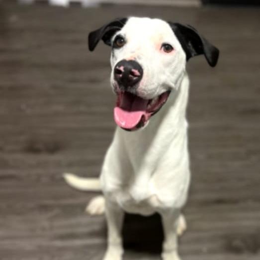 Enchanted, Adoptable, Young Female Mixed Breed.