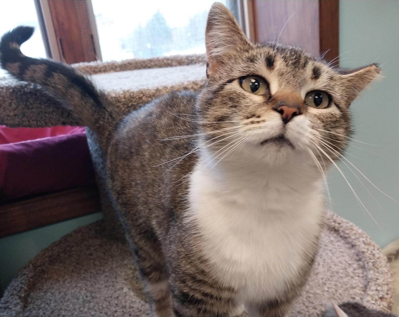 Ester, a Adoptable Domestic Short Hair in Washburn, WI image 2/2