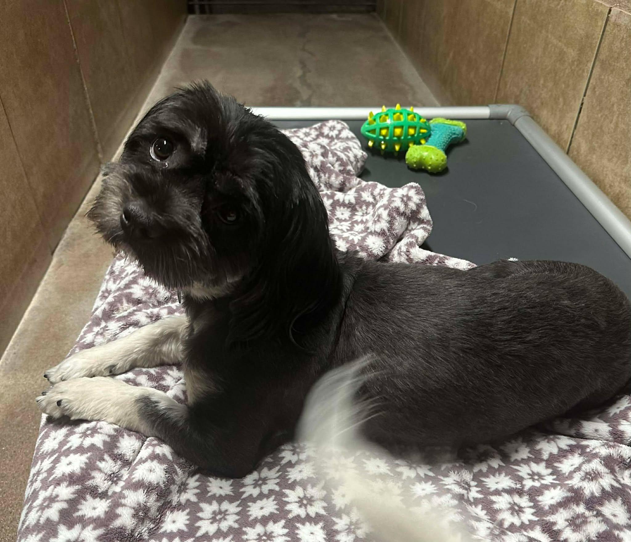 Enlarge Peppermint, an adopted mixed breed in Phoenix, AZ image 2/5