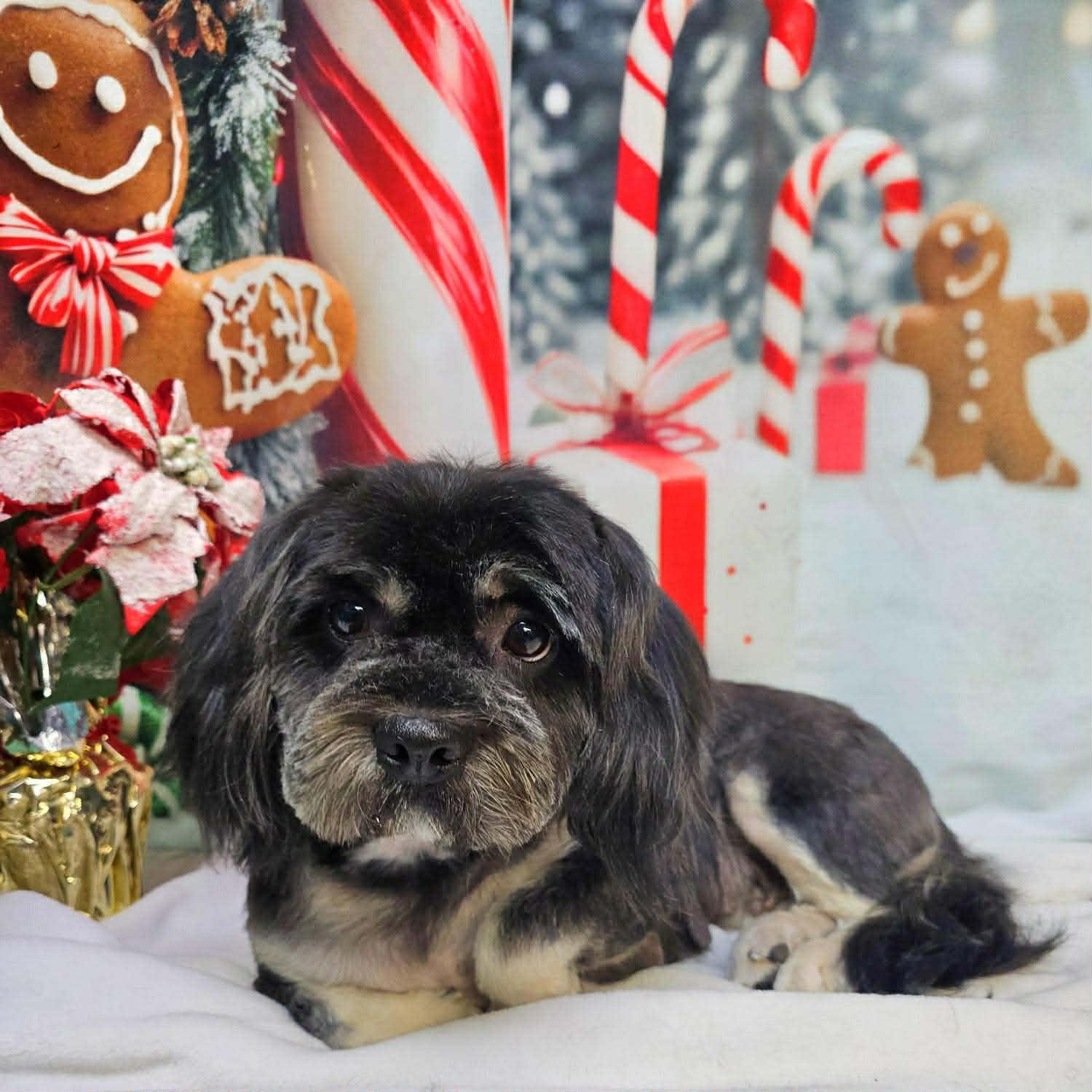 Enlarge Peppermint, an adopted mixed breed in Phoenix, AZ image 3/5