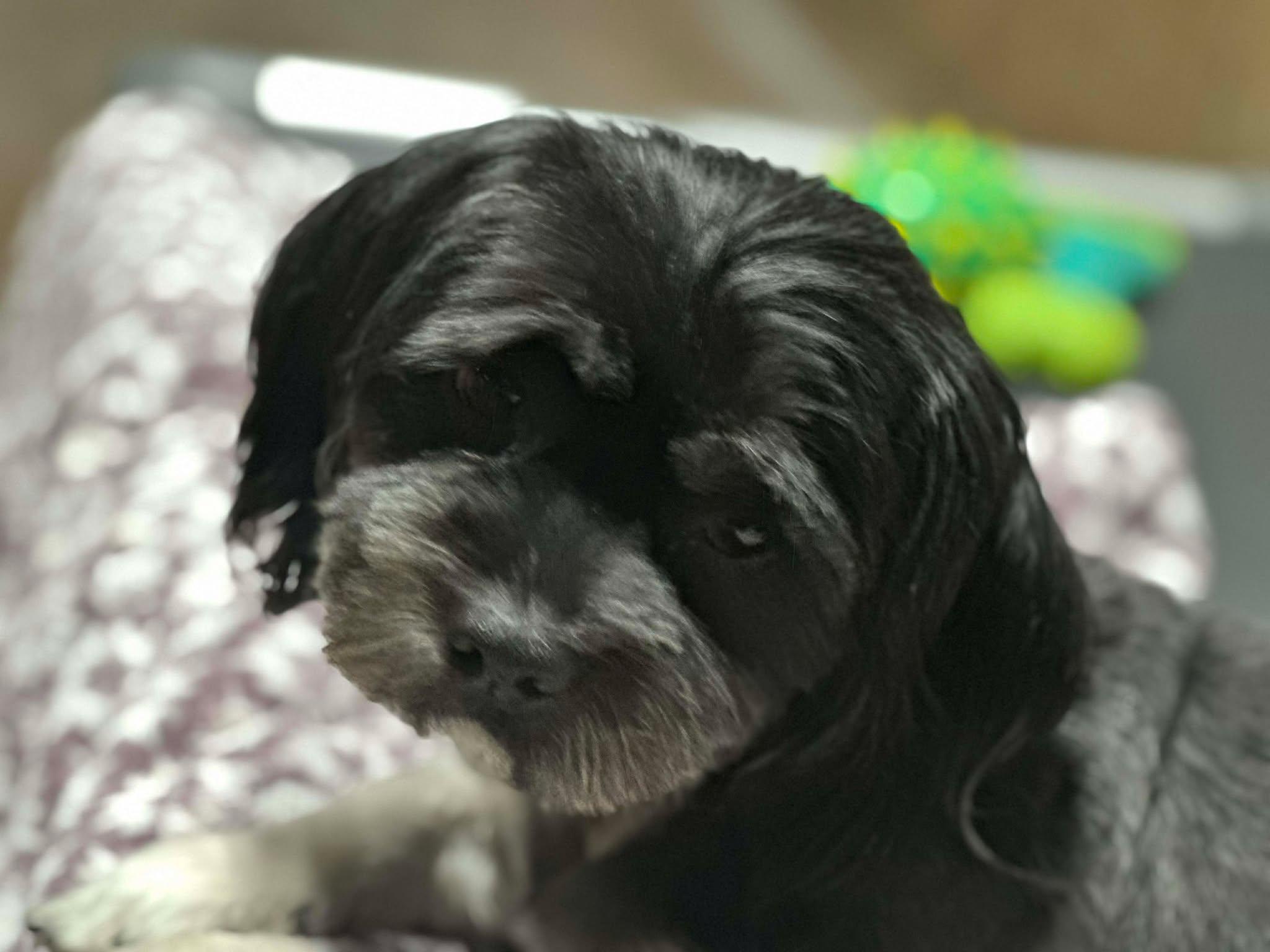 Enlarge Peppermint, an adopted mixed breed in Phoenix, AZ image 4/5