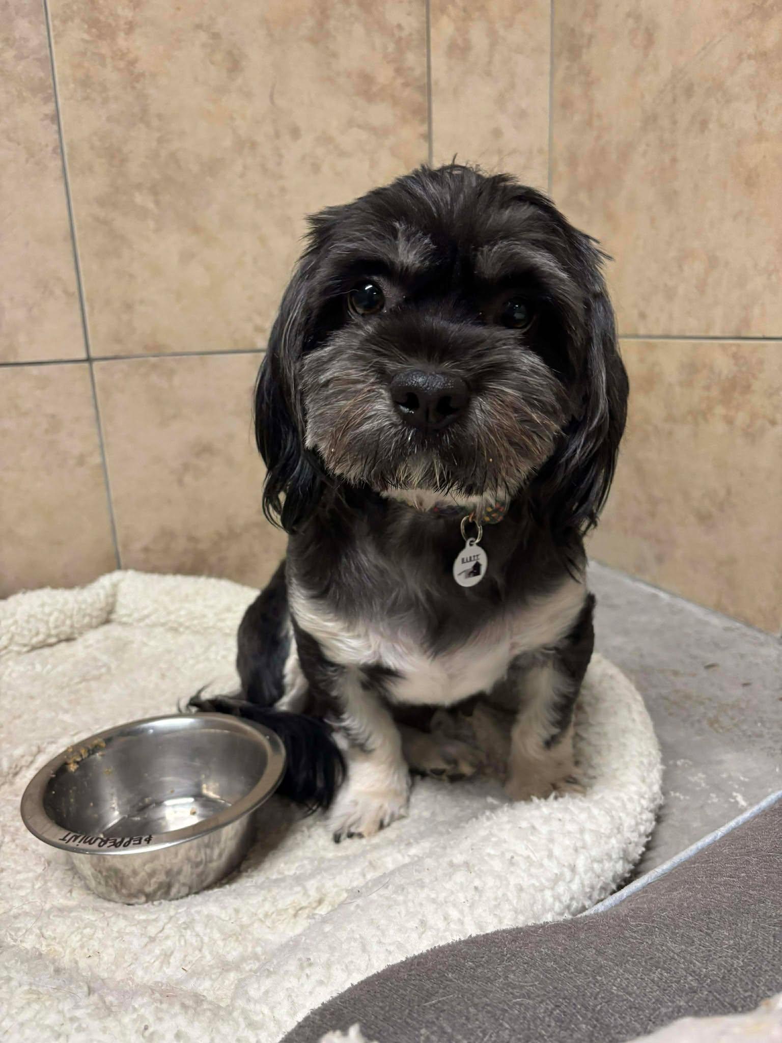 Enlarge Peppermint, an adopted mixed breed in Phoenix, AZ image 1/5