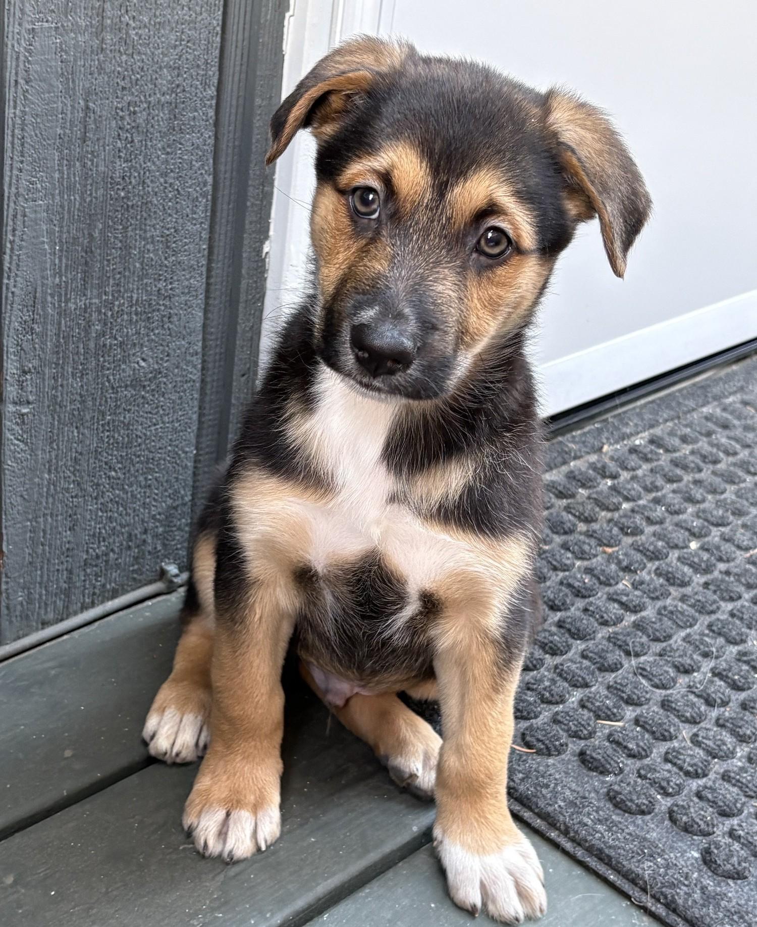 Enlarge Dilly, an adopted mixed breed in Bend, OR image 1/5