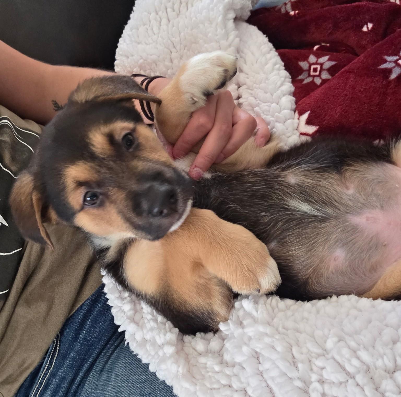 Enlarge Dilly, an adopted mixed breed in Bend, OR image 4/5