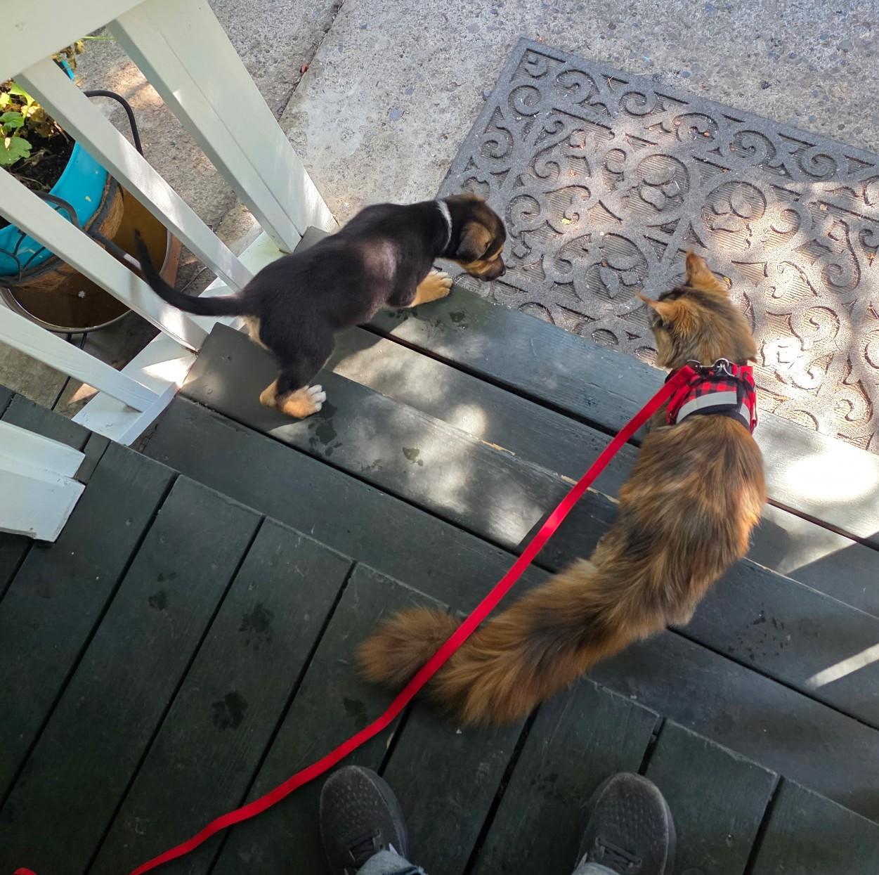 Enlarge Dilly, an adopted mixed breed in Bend, OR image 3/5