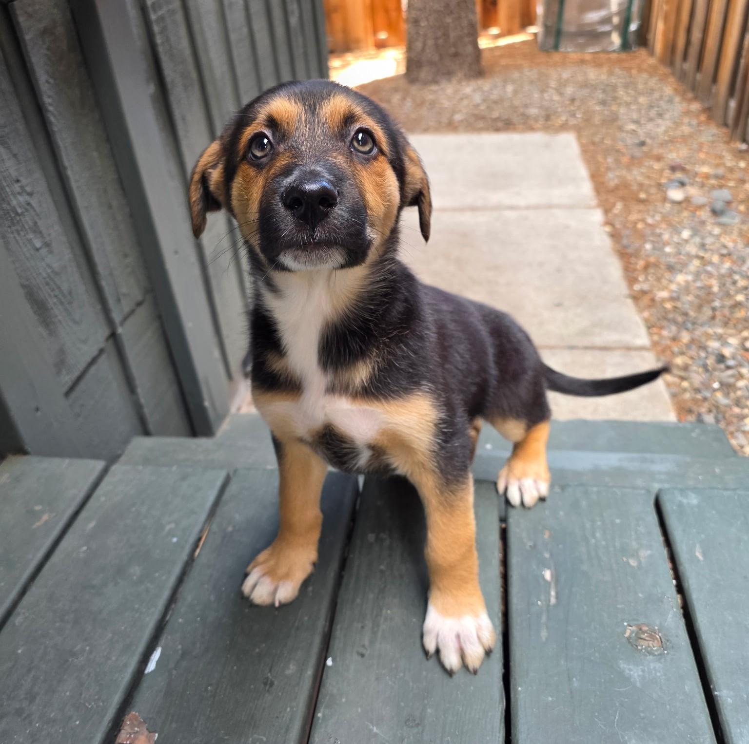 Enlarge Dilly, an adopted mixed breed in Bend, OR image 2/5