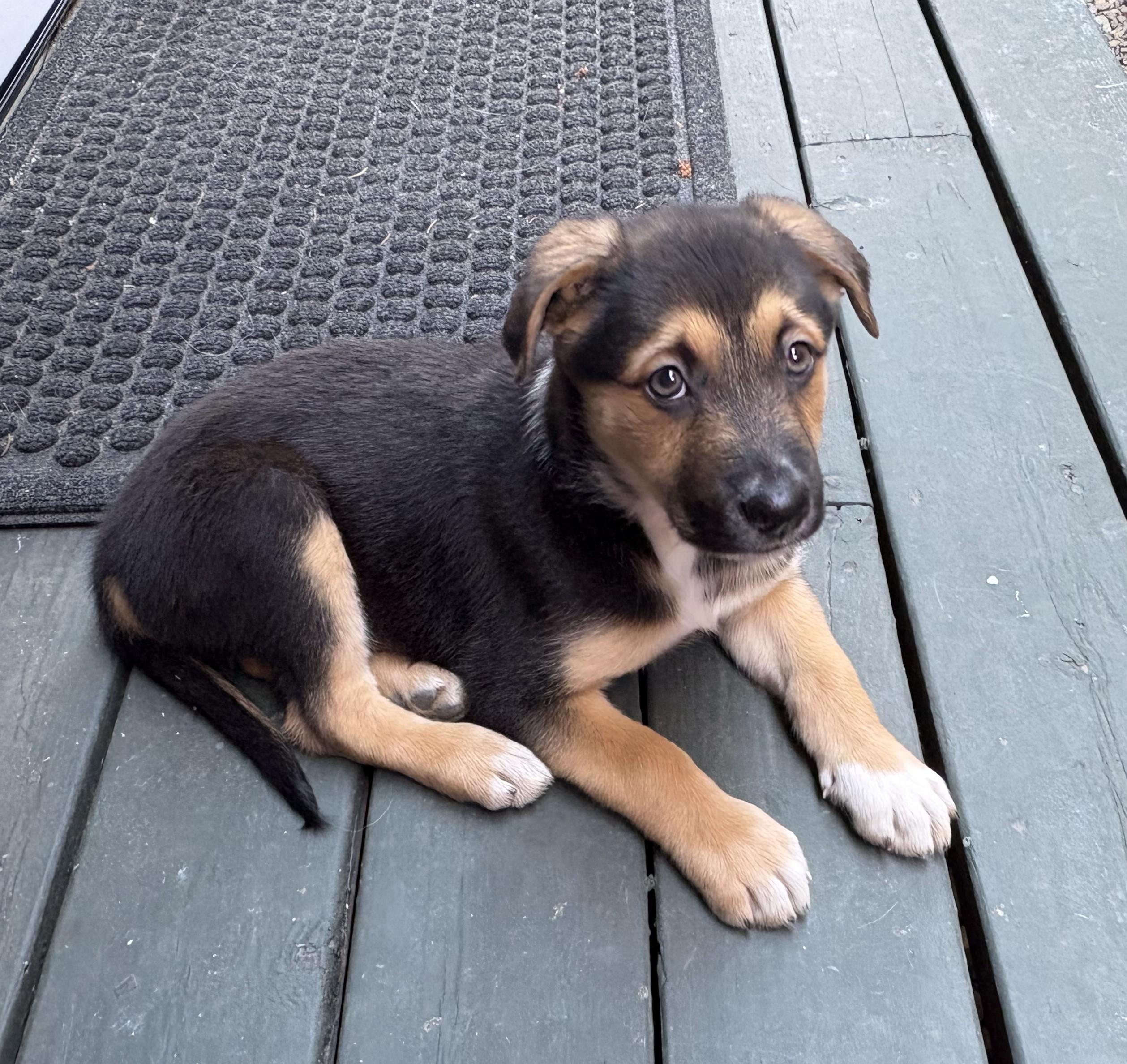 Enlarge Dilly, an adopted mixed breed in Bend, OR image 5/5