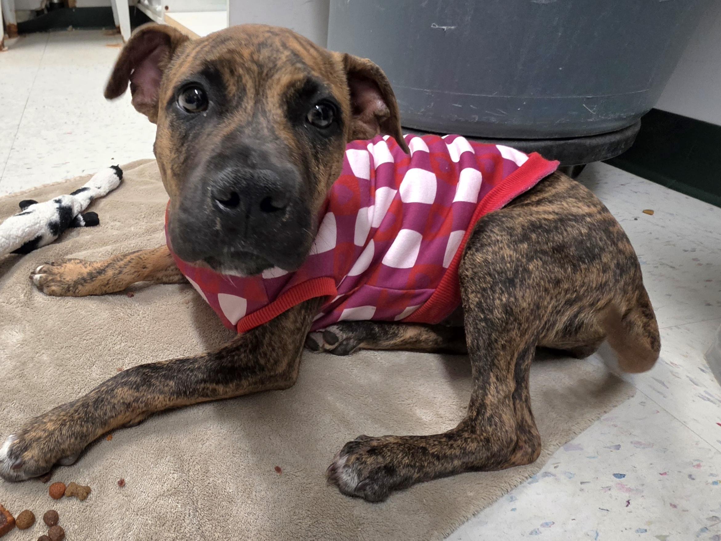 Jordan, Adoptable, Young Female Pit Bull Terrier.