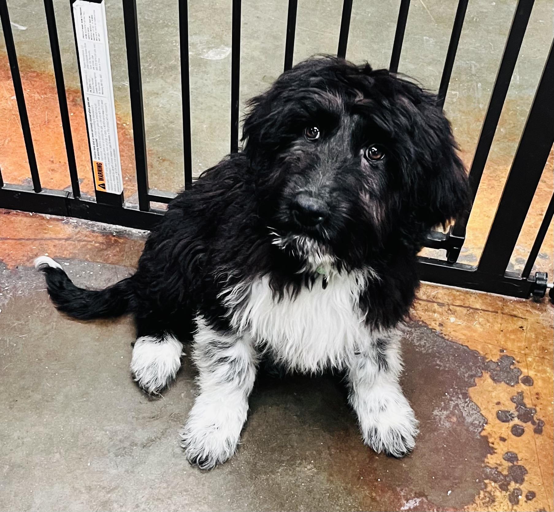 Dandy, ADOPTABLE, Puppy Male Goldendoodle.