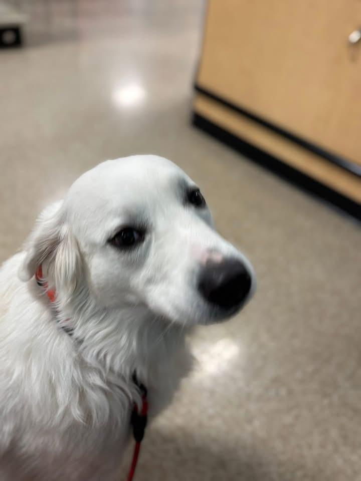 Dutch, ADOPTABLE, Adult Male Great Pyrenees.
