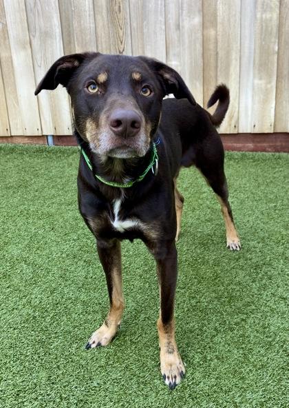 Enlarge Shadoozy, a Adoptable mixed breed in Eugene, OR image 1/2