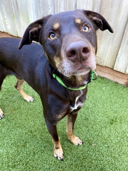 Enlarge Shadoozy, a Adoptable mixed breed in Eugene, OR image 2/2