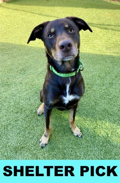 Shadoozy, a Adoptable mixed breed in Eugene, OR image 2/3