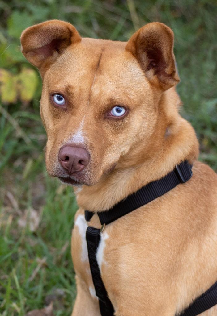 Rubie - I'll Be Home for Christmas Promo, Adoptable, Adult Female Husky & Pit Bull Terrier.