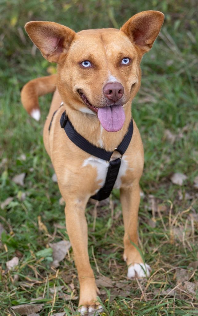 Enlarge Rubie, a Adoptable mixed breed in Savage, MN image 4/5