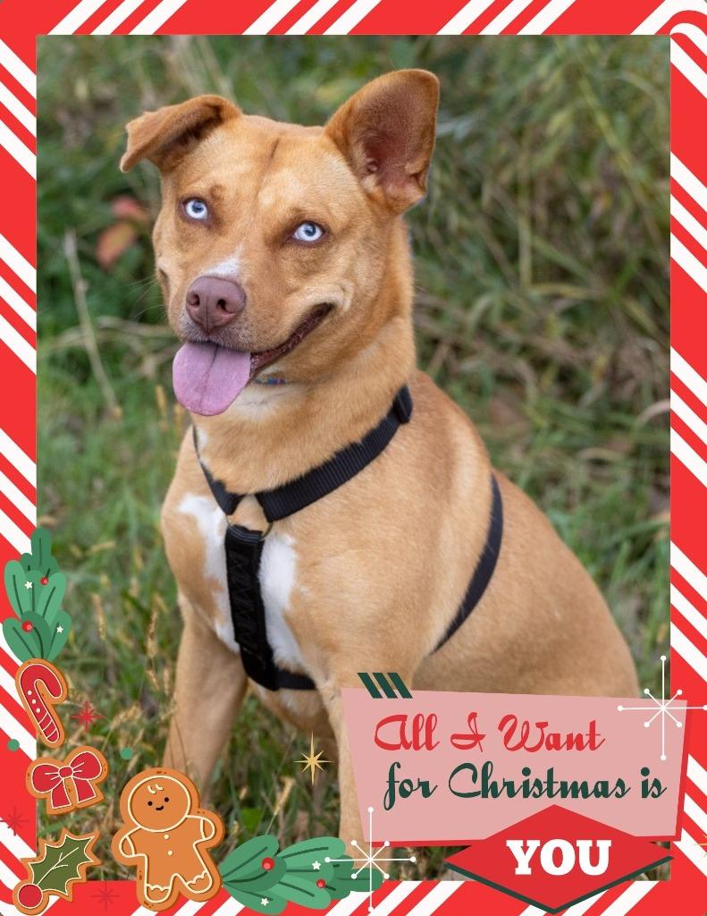 Enlarge Rubie - I'll Be Home for Christmas Promo, a Adoptable mixed breed in Savage, MN image 4/4