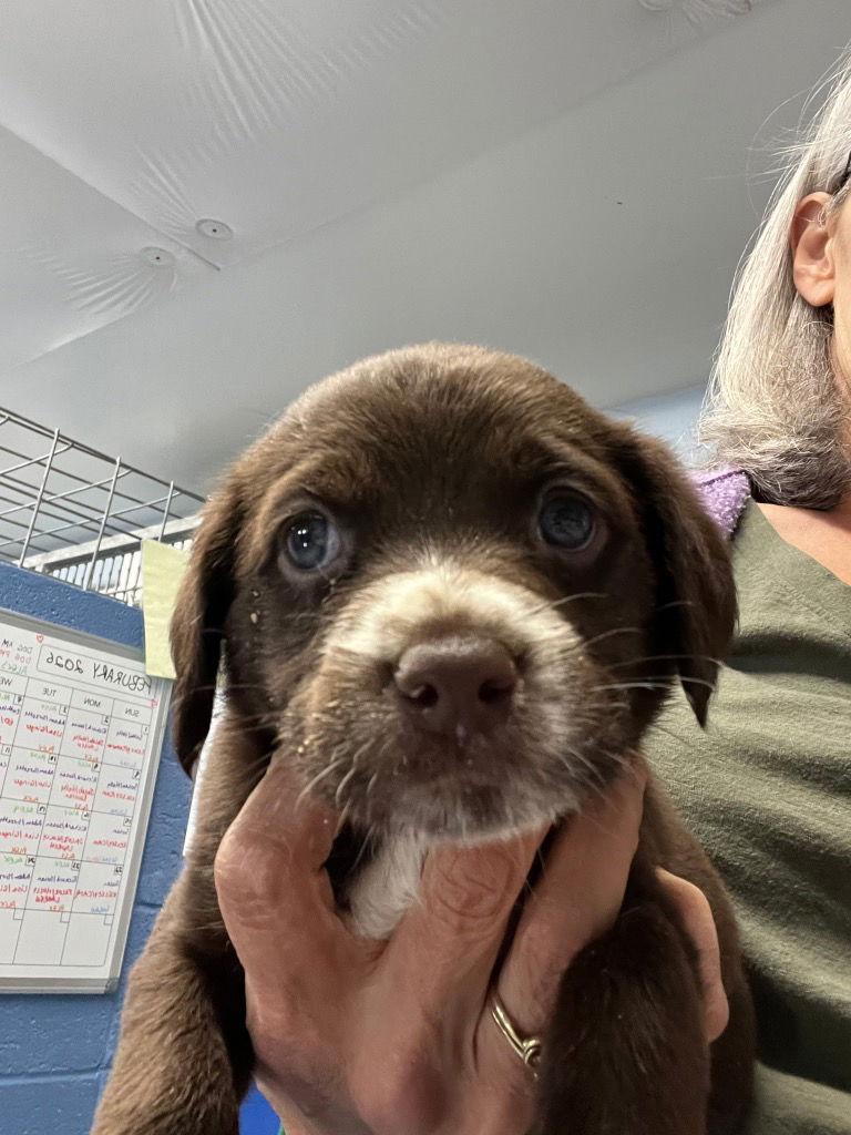 Puppy - Chocolate, Adoptable, Puppy Male Cocker Spaniel.